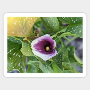 Calla Lily in Leaves Sticker